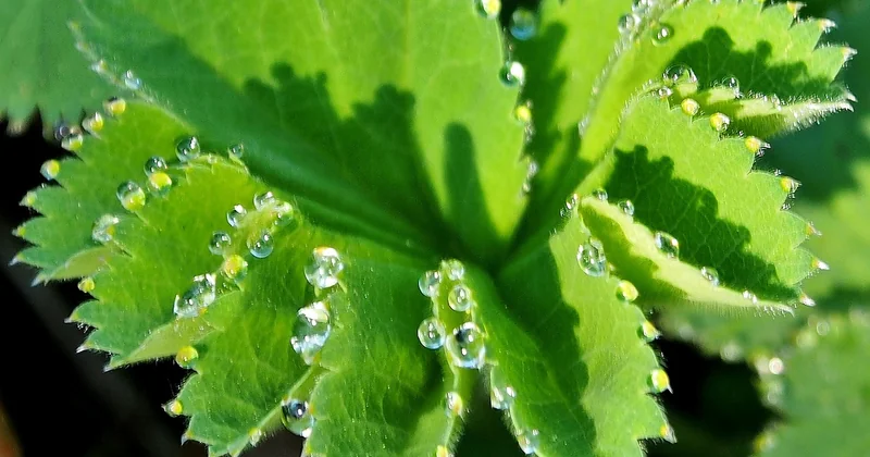 What are some natural remedies for anxiety?