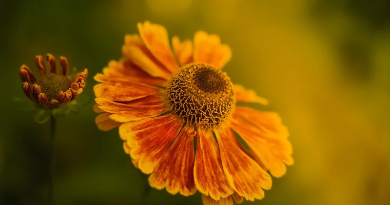 Home remedies for cold and sneezing